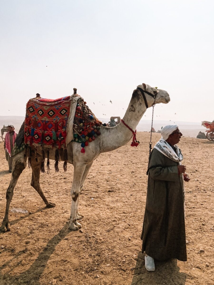 Camel with a colourful saddle and a camel handler in the Egyptian desert